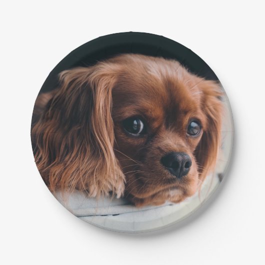 Ruby Cavalier King Charles Spaniel Dog Papieren Bordje (Voorkant)