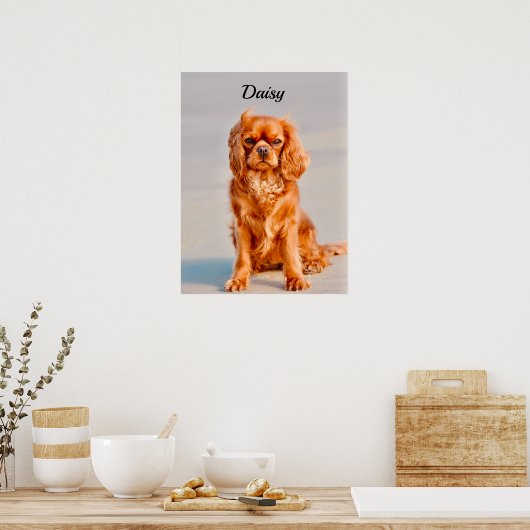 Ruby Cavalier King Charles Spaniel Dog Poster (Keuken)