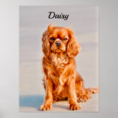 Ruby Cavalier King Charles Spaniel Dog Poster (Voorkant)