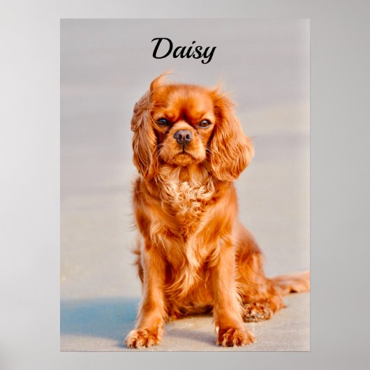 Ruby Cavalier King Charles Spaniel Dog Poster (Voorkant)