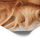 Ruby Cavalier King Charles Spaniel Dog Poster (Hoek)