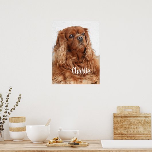 Ruby Cavalier King Charles Spaniel Dog Poster (Keuken)
