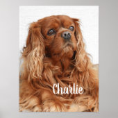 Ruby Cavalier King Charles Spaniel Dog Poster (Voorkant)
