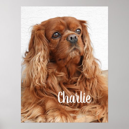 Ruby Cavalier King Charles Spaniel Dog Poster (Voorkant)