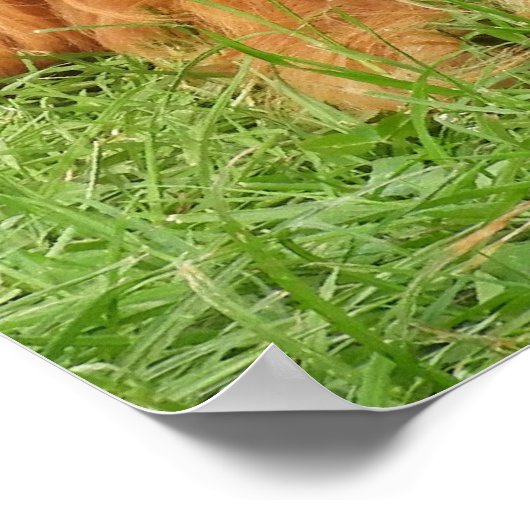 Ruby Cavalier King Charles Spaniel Dog Poster (Hoek)