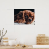 Ruby Cavalier King Charles Spaniel Dog Poster (Keuken)