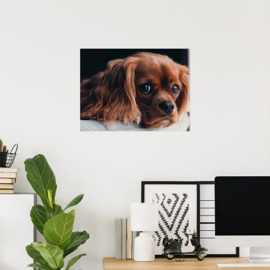Ruby Cavalier King Charles Spaniel Dog Poster (Thuiskantoor)