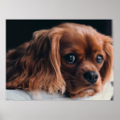 Ruby Cavalier King Charles Spaniel Dog Poster (Voorkant)