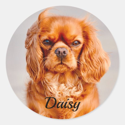 Ruby Cavalier King Charles Spaniel Dog Ronde Sticker (Voorkant)