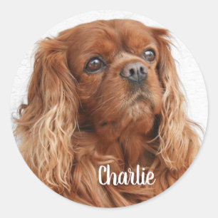 Ruby Cavalier King Charles Spaniel Dog Ronde Sticker
