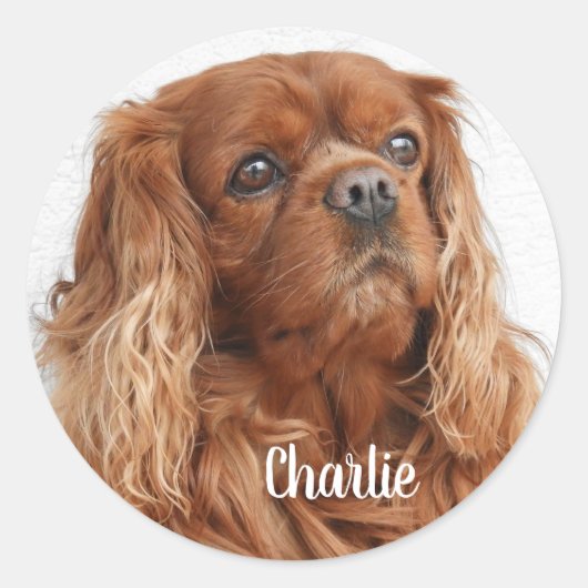 Ruby Cavalier King Charles Spaniel Dog Ronde Sticker (Voorkant)