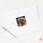 Ruby Cavalier King Charles Spaniel Dog Vierkante Sticker (Envelop)