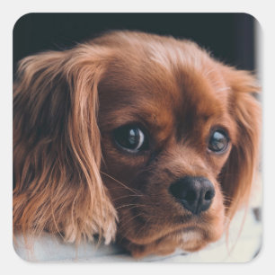 Ruby Cavalier King Charles Spaniel Dog Vierkante Sticker