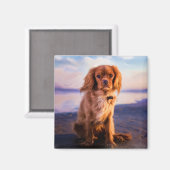Ruby Cavalier King Charles Spaniel in de zonsonder Magneet (Voorkant / Achterkant)