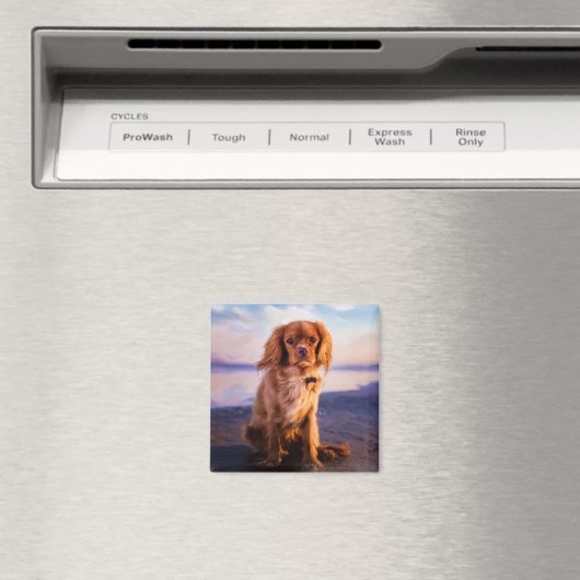 Ruby Cavalier King Charles Spaniel in de zonsonder Magneet (Insitu (Vaatwasser))