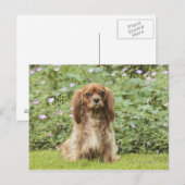 Ruby Cavalier King Charles Spaniel in het gras Briefkaart (Voorkant / Achterkant)