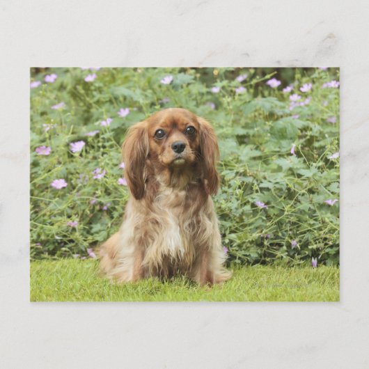 Ruby Cavalier King Charles Spaniel in het gras Briefkaart (Voorkant)