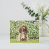Ruby Cavalier King Charles Spaniel in het gras Briefkaart (Staand voorkant)