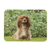 Ruby Cavalier King Charles Spaniel in het gras Magneet (Horizontaal)