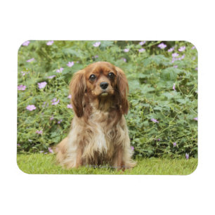 Ruby Cavalier King Charles Spaniel in het gras Magneet