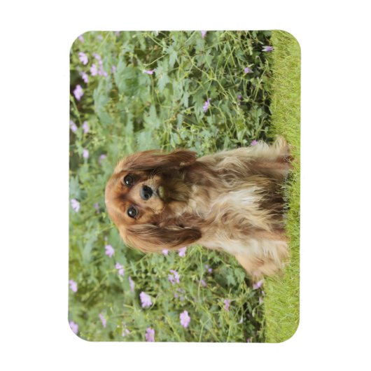 Ruby Cavalier King Charles Spaniel in het gras Magneet (Verticaal)