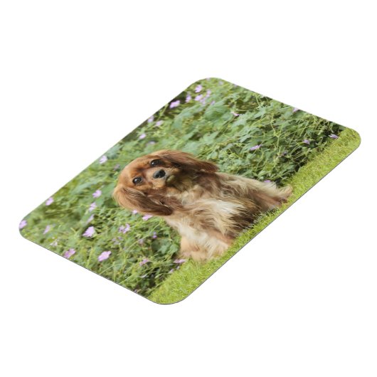 Ruby Cavalier King Charles Spaniel in het gras Magneet (Linkerzijde)