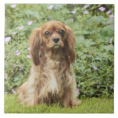 Ruby Cavalier King Charles Spaniel in het gras Tegeltje (Voorkant)