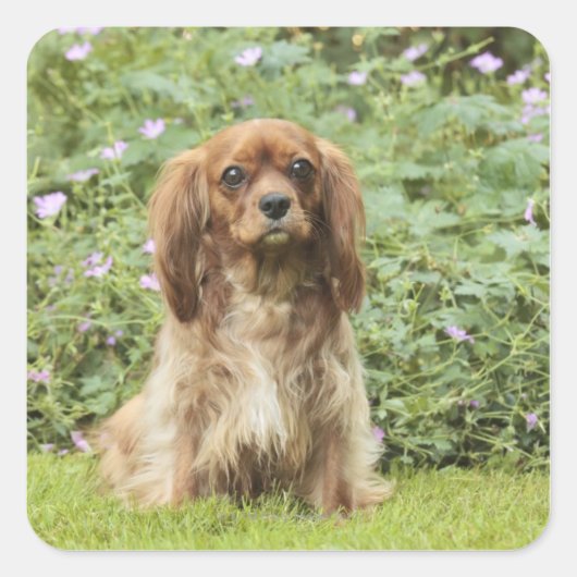 Ruby Cavalier King Charles Spaniel in het gras Vierkante Sticker (Voorkant)