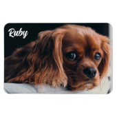 Ruby Cavalier King Charles Spaniel Magneet (Horizontaal)