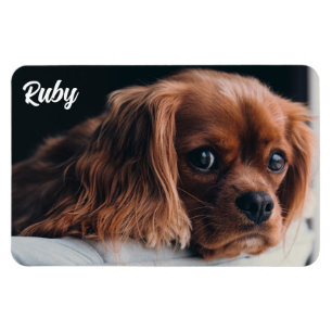 Ruby Cavalier King Charles Spaniel Magneet