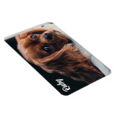 Ruby Cavalier King Charles Spaniel Magneet (Rechterzijde)