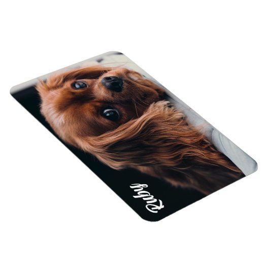 Ruby Cavalier King Charles Spaniel Magneet (Rechterzijde)