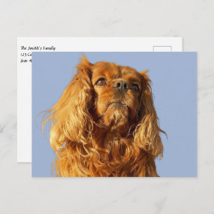 Ruby Cavalier King Charles Spaniel Puppy Dog Blue Briefkaart