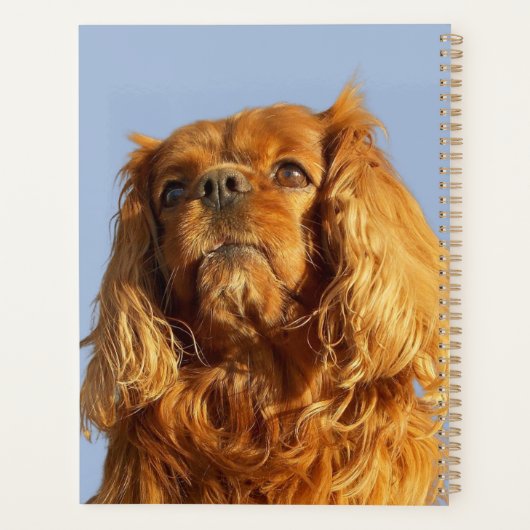 Ruby Cavalier King Charles Spaniel Puppy Dog Blue Planner (Achterkant)