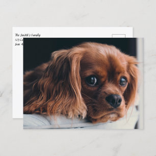 Ruby Cavalier King Charles Spaniel Puppy Dog Briefkaart