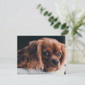 Ruby Cavalier King Charles Spaniel Puppy Dog Briefkaart (Staand voorkant)