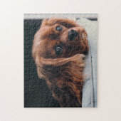 Ruby Cavalier King Charles Spaniel Puppy Dog Legpuzzel (Verticaal)