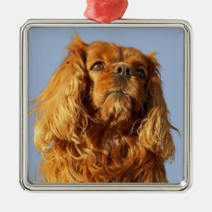 Ruby Cavalier King Charles Spaniel Puppy Dog Metalen Ornament