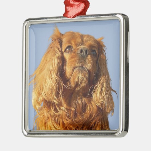Ruby Cavalier King Charles Spaniel Puppy Dog Metalen Ornament (Links)