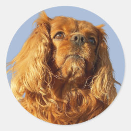 Ruby Cavalier King Charles Spaniel Puppy Dog  Ronde Sticker