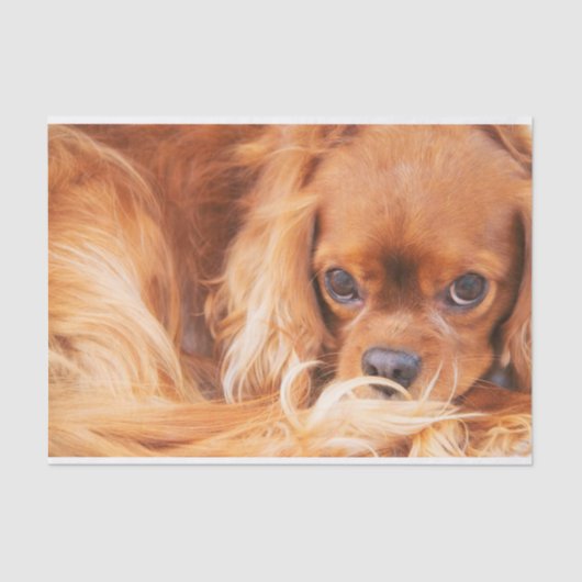 Ruby Cavalier King Charles Spaniel Tissuepapier (Voorkant)