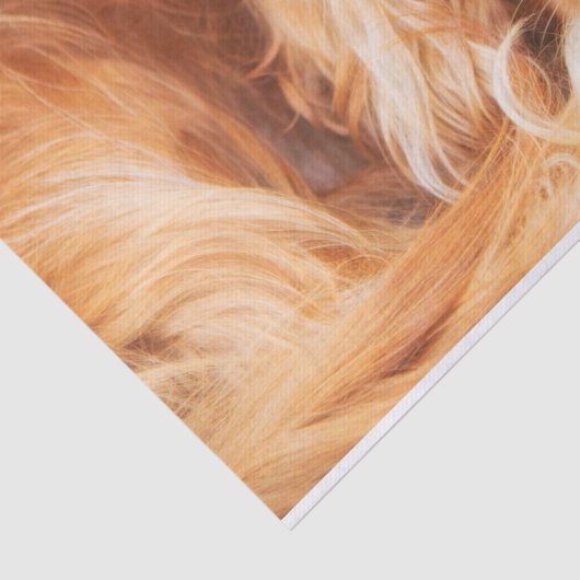 Ruby Cavalier King Charles Spaniel Tissuepapier (Detail)