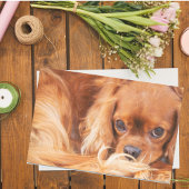 Ruby Cavalier King Charles Spaniel Tissuepapier