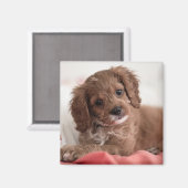 Ruby Cavapoo Puppy Dog Magneet (Voorkant / Achterkant)