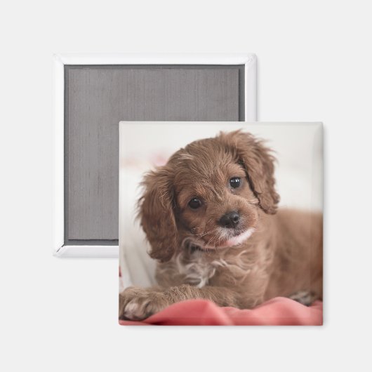 Ruby Cavapoo Puppy Dog Magneet (Voorkant / Achterkant)