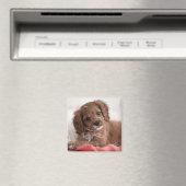 Ruby Cavapoo Puppy Dog Magneet (Insitu (Vaatwasser))