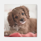 Ruby Cavapoo Puppy Dog Magneet (Voorkant)