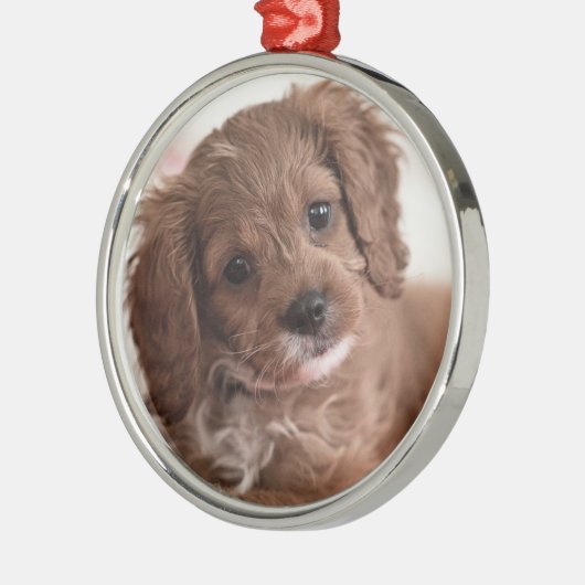 Ruby Cavapoo Puppy Dog Metalen Ornament (Links)