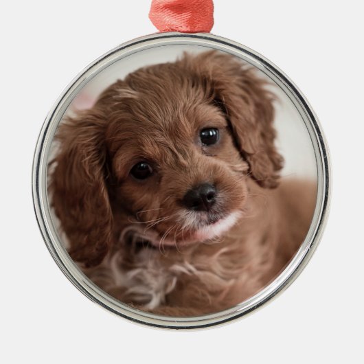 Ruby Cavapoo Puppy Dog Metalen Ornament (Voorkant)