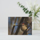 Ruby Crowned Kinglet 01 Briefkaart (Staand voorkant)